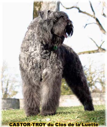 bouvier des flandres du clos de la luette - copyright d&eacute;pos&eacute;